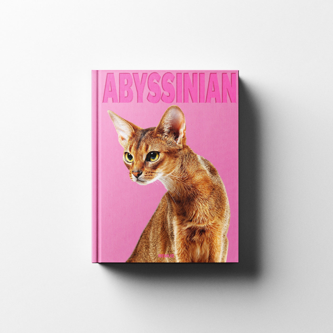abyssinian