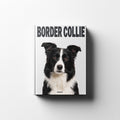 BORDER COLLIE REMUS