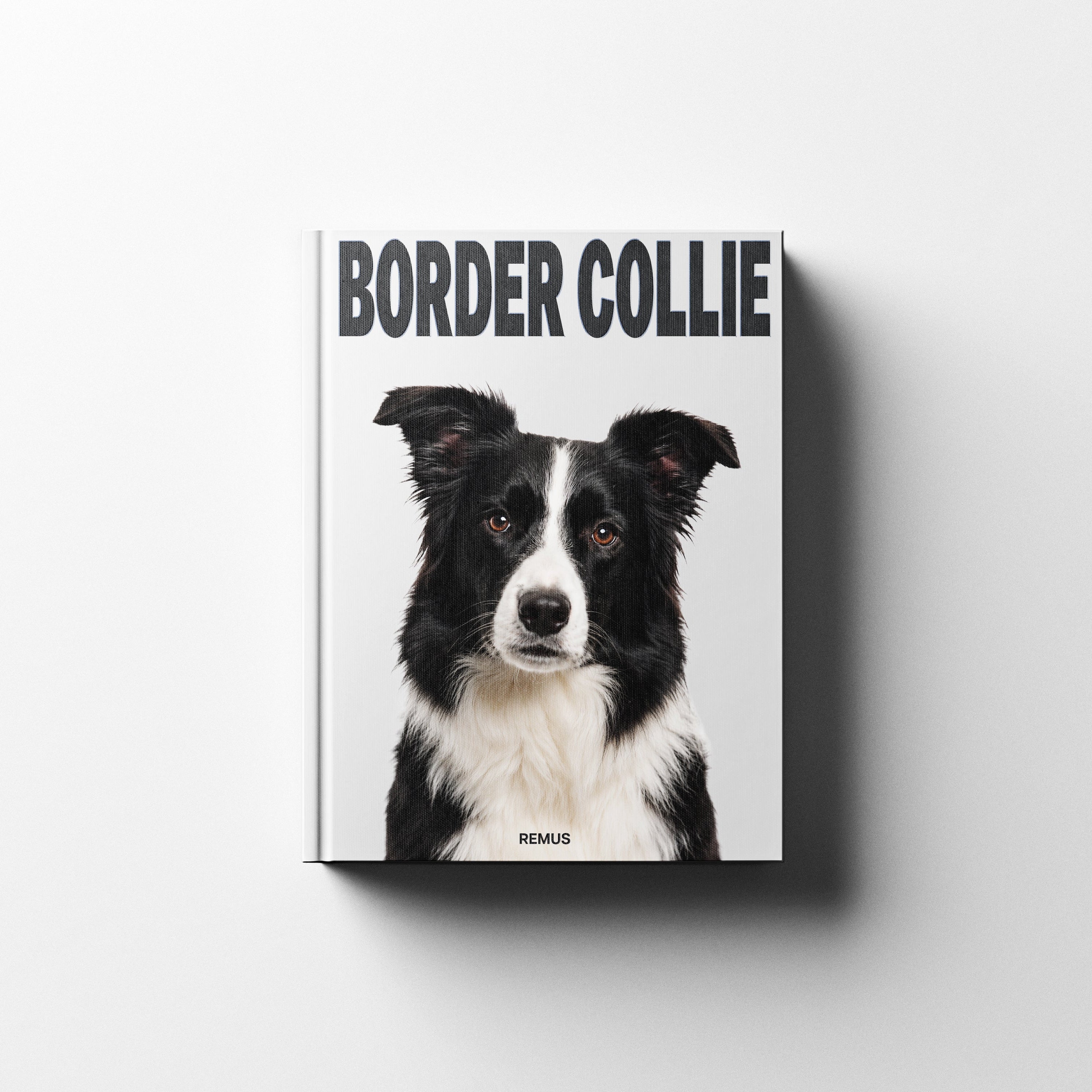 BORDER COLLIE REMUS