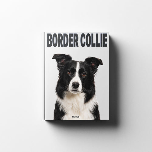 BORDER COLLIE REMUS