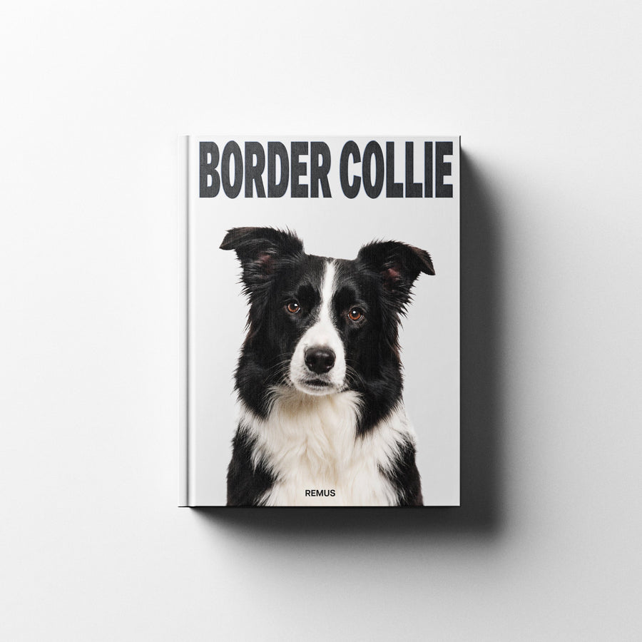 BORDER COLLIE