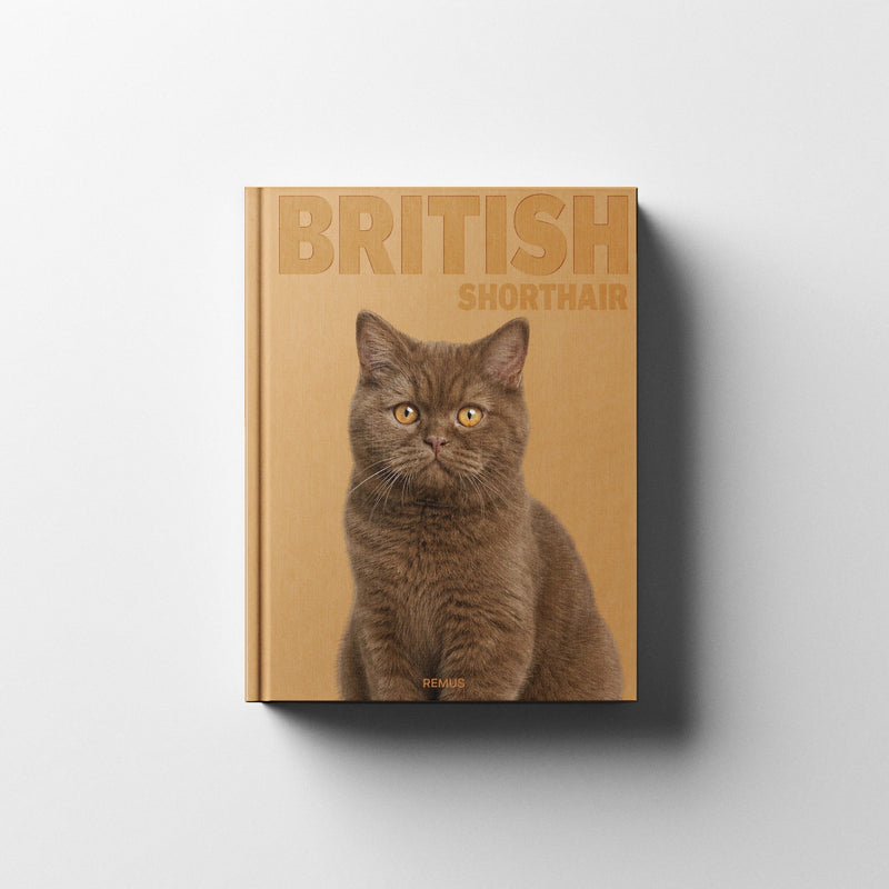 BRITISH SHORTHAIR