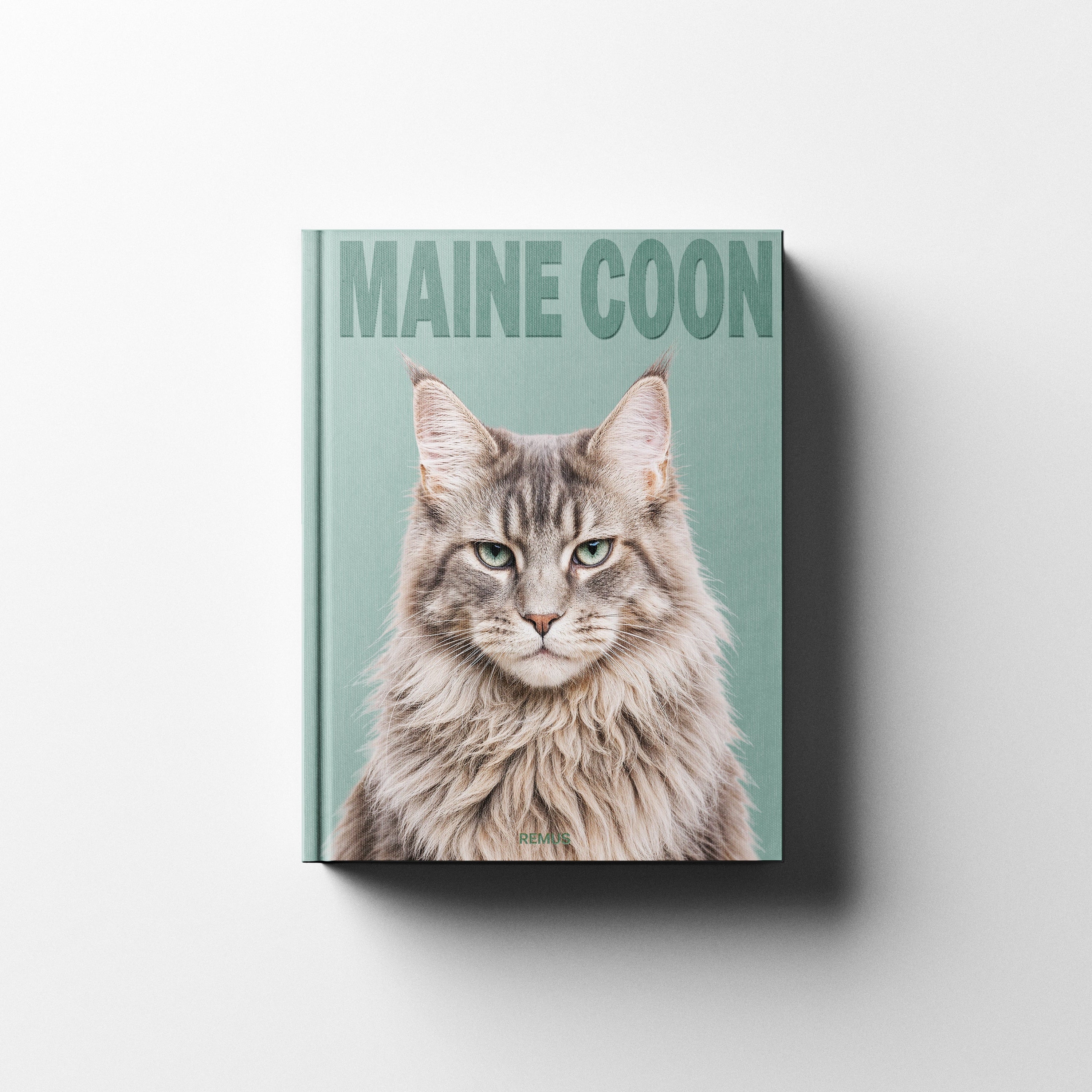 MAINE COON Remus Collection