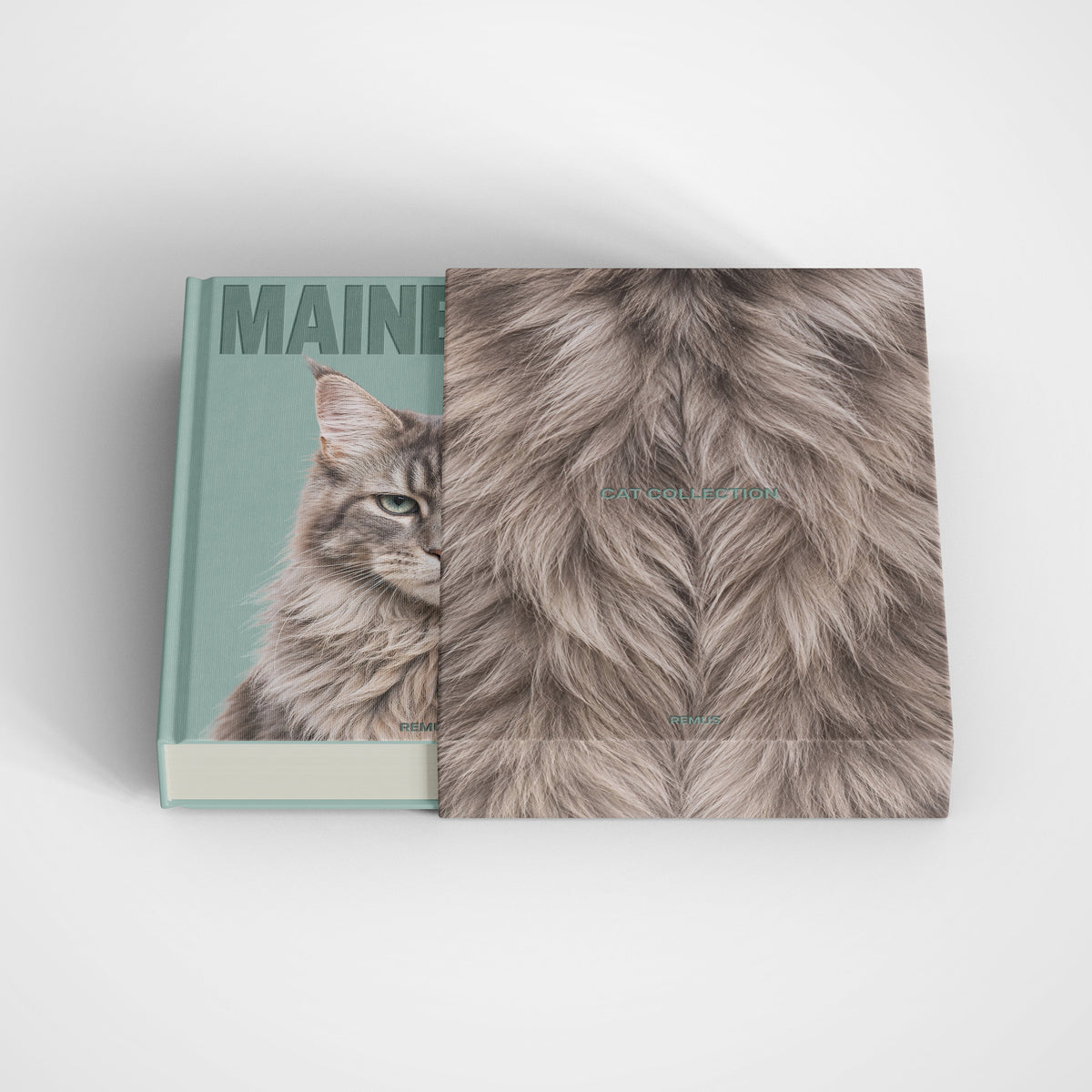 MAINE COON Remus Collection
