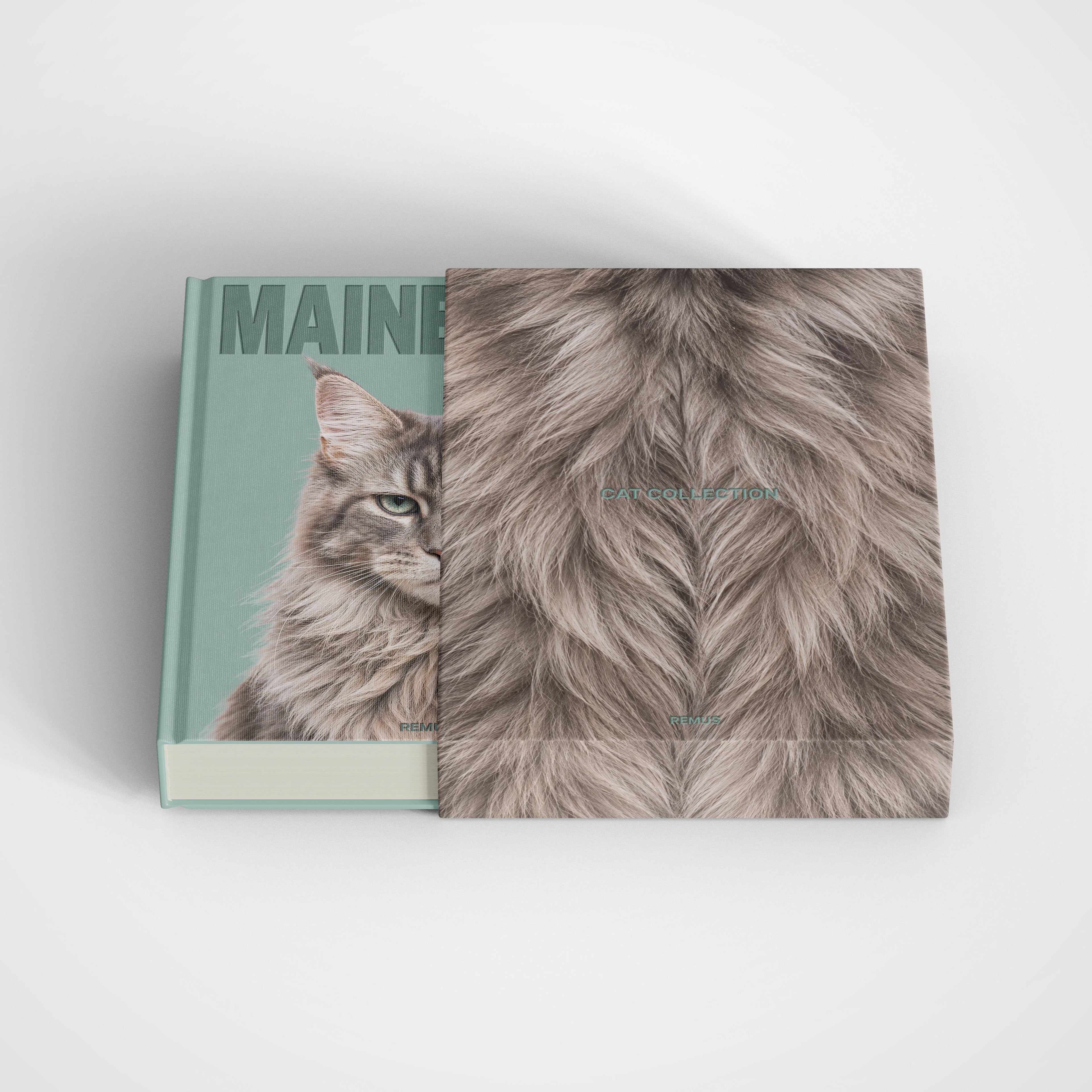 MAINE COON Remus Collection