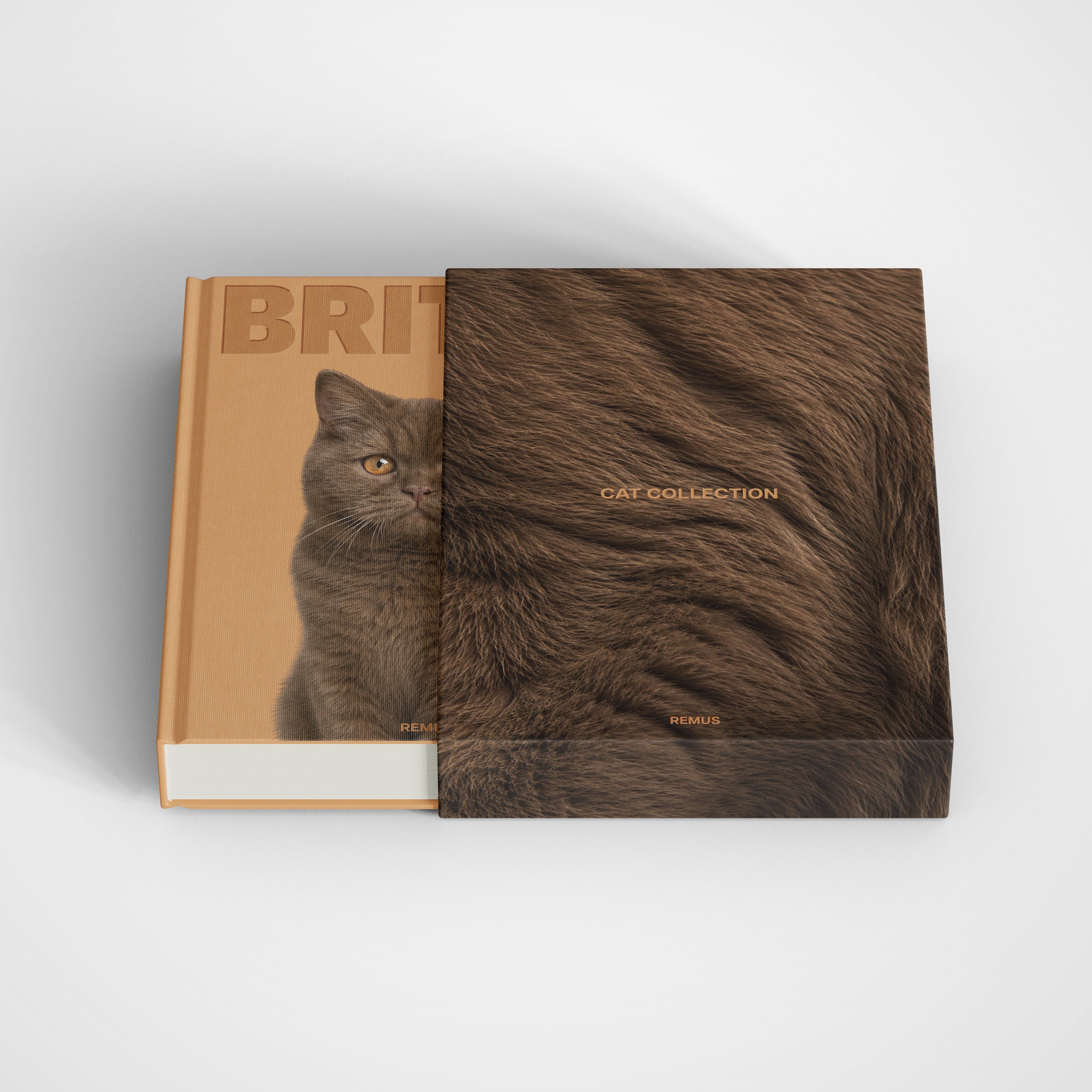BRITISH SHORTHAIR Remus Collection